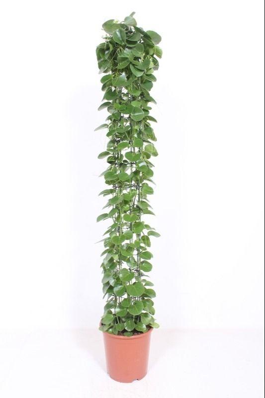 Горшечные цветы и растения оптом Cissus Rotundifolia Piramide A от 1шт из Голландии с доставкой по России
