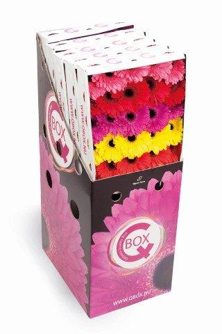 Срезанные цветы оптом Gerbera q-box mix in row от 125шт из Голландии с доставкой по России