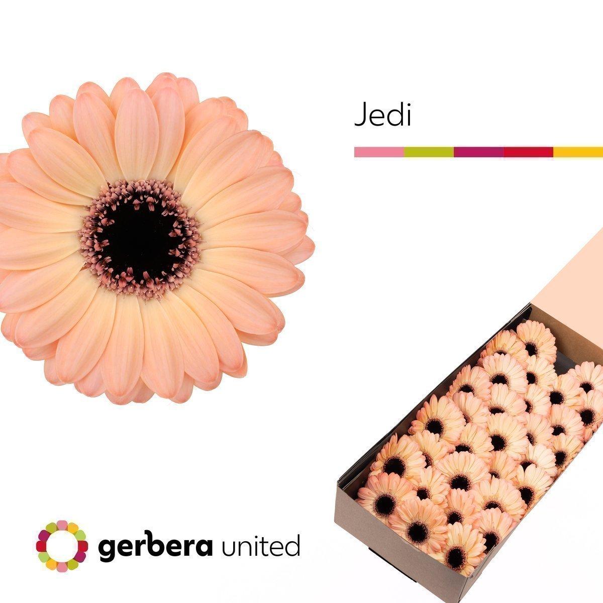 Срезанные цветы оптом Germini jedi от 60шт из Голландии с доставкой по России
