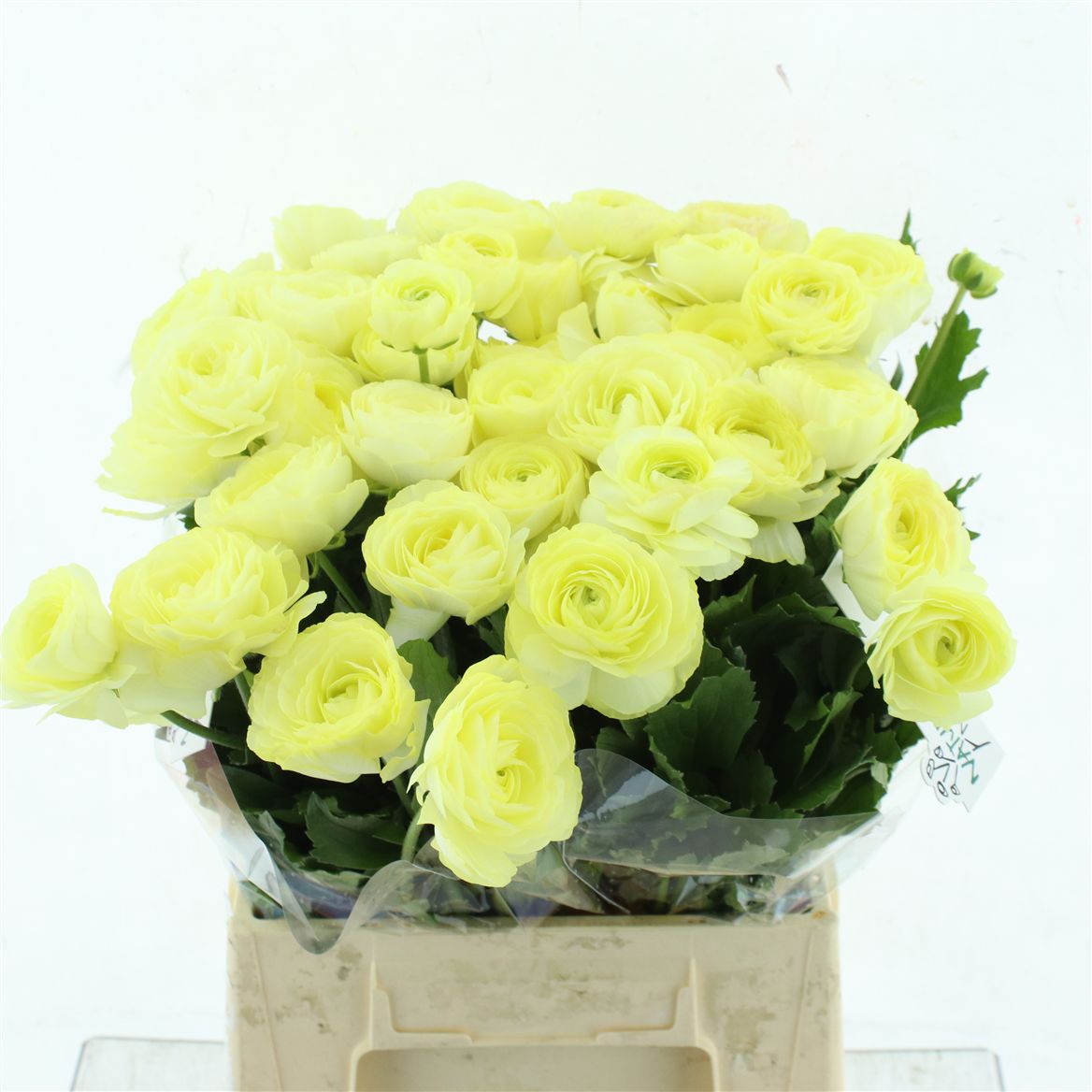 Срезанные цветы оптом Ranunculus natura moderna limoncello от 40шт из Голландии с доставкой по России