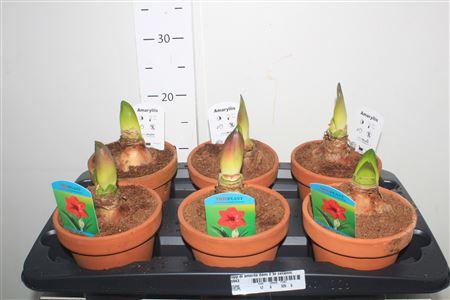 Горшечные цветы и растения оптом Hipp Di Amorita Danu 2 Br Ceramic от 6шт из Голландии с доставкой по России