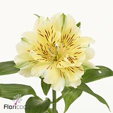 Срезанные цветы оптом Alstroemeria fashionista couture от 50шт из Голландии с доставкой по России