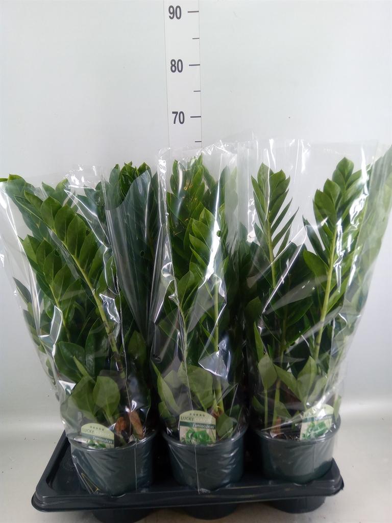 Горшечные цветы и растения оптом Zamioculcas Zamiifolia от 6шт из Голландии с доставкой по России