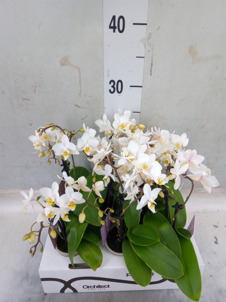 Горшечные цветы и растения оптом Phalaenopsis   ...mini от 8шт (для телеги) из Голландии с доставкой по России