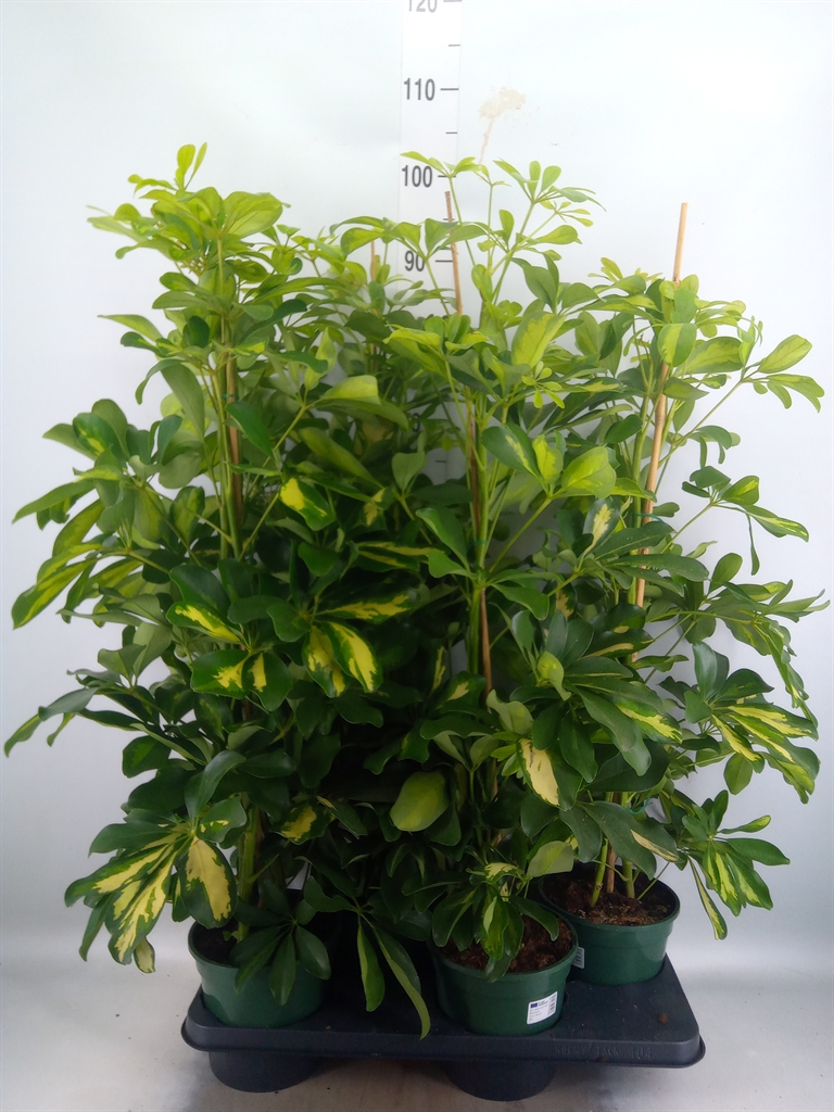 Горшечные цветы и растения оптом Schefflera Dalton от 4шт из Голландии с доставкой по России
