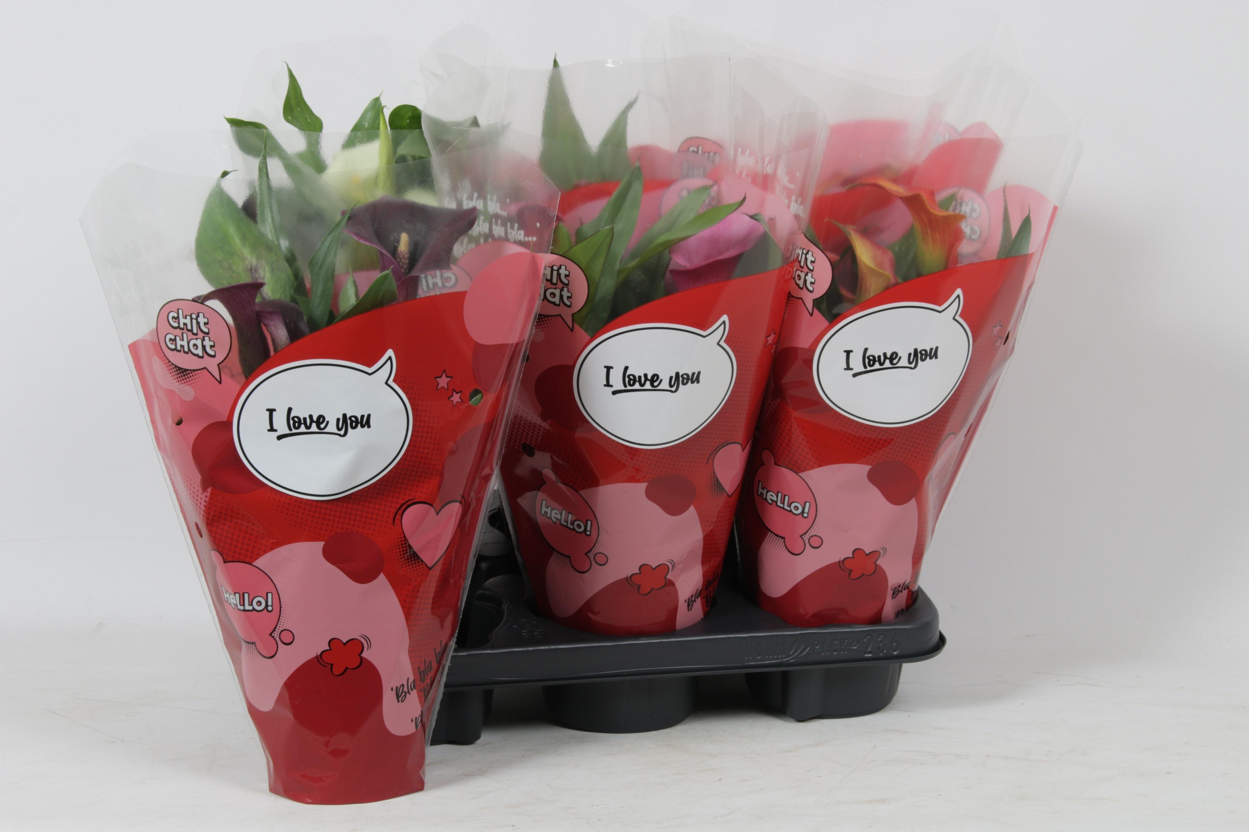 Горшечные цветы и растения оптом Zant Gem от 6шт из Голландии с доставкой по России