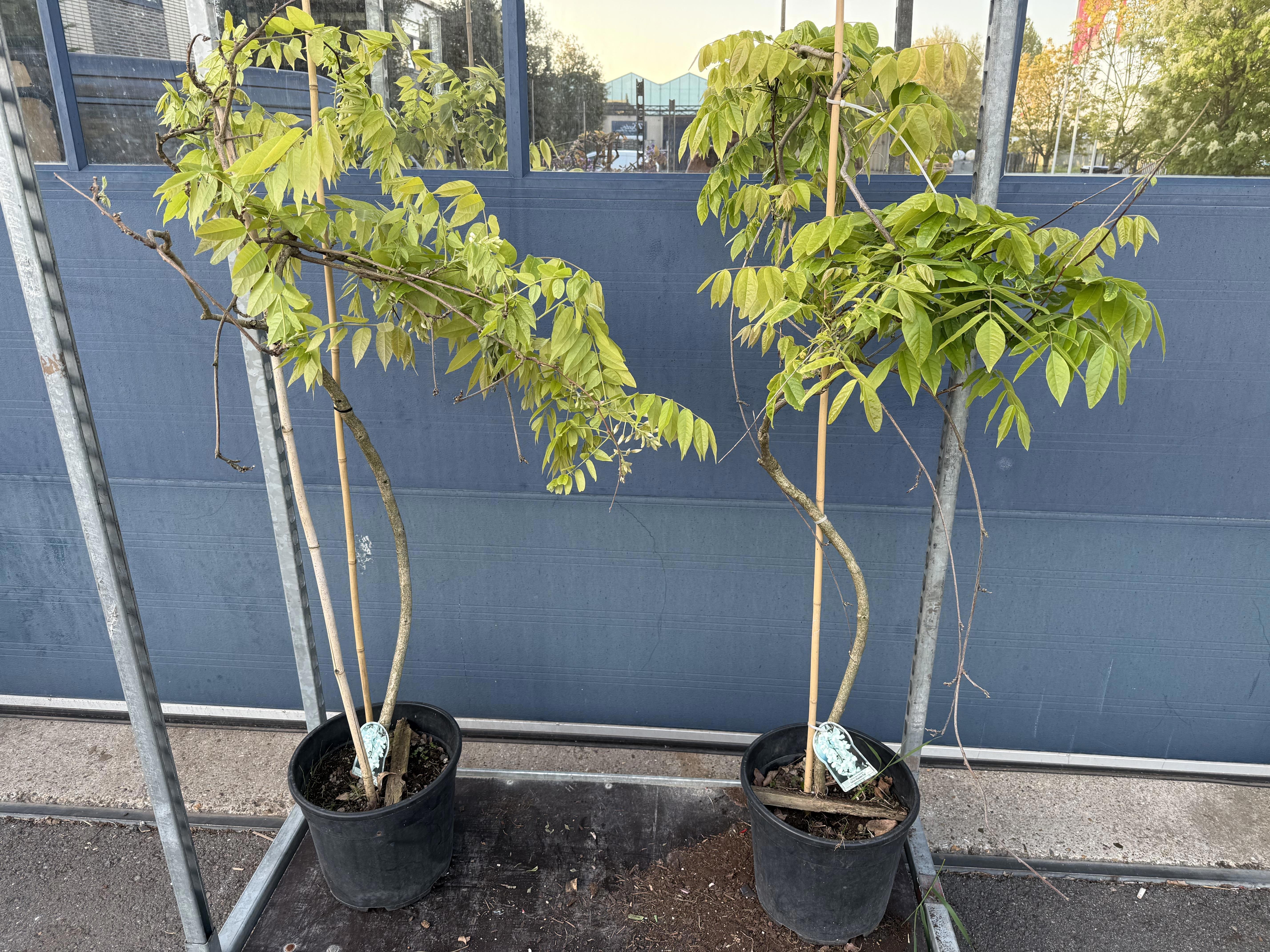 Горшечные цветы и растения оптом Wist Sinensis от 1шт из Голландии с доставкой по России