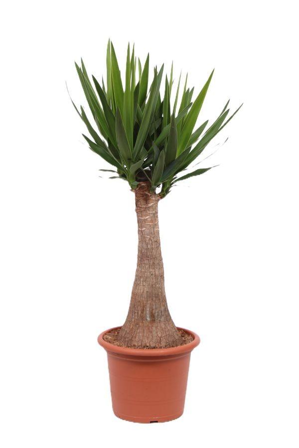 Горшечные цветы и растения оптом Yucca Maya Rechte Stam 60cm от 1шт из Голландии с доставкой по России