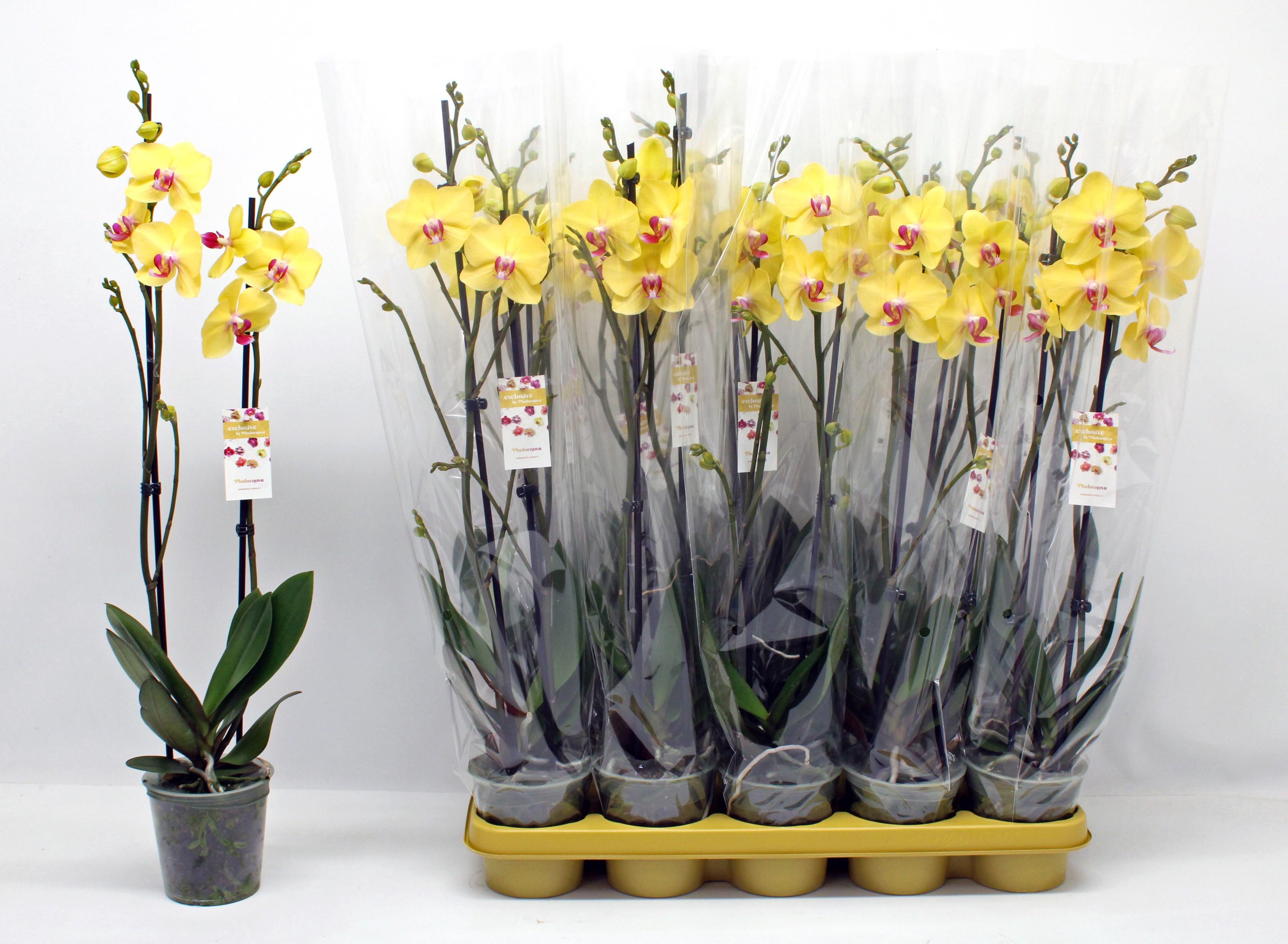 Горшечные цветы и растения оптом Phal Ov Geel от 10шт из Голландии с доставкой по России