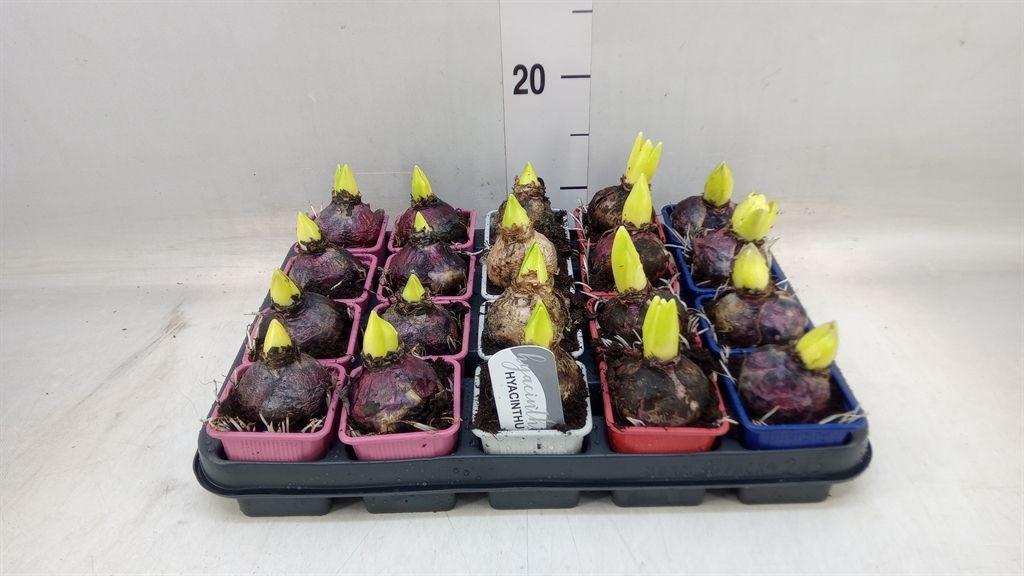 Горшечные цветы и растения оптом Hyacinthus Orie.   ...mix от 20шт (для телеги) из Голландии с доставкой по России
