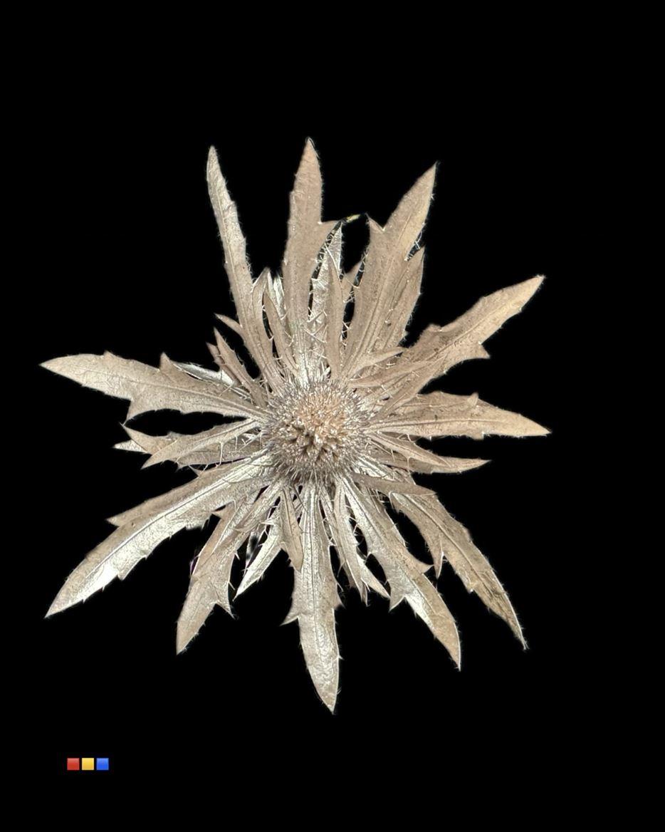 Срезанные цветы оптом Eryngium paint champagne от 40шт из Голландии с доставкой по России