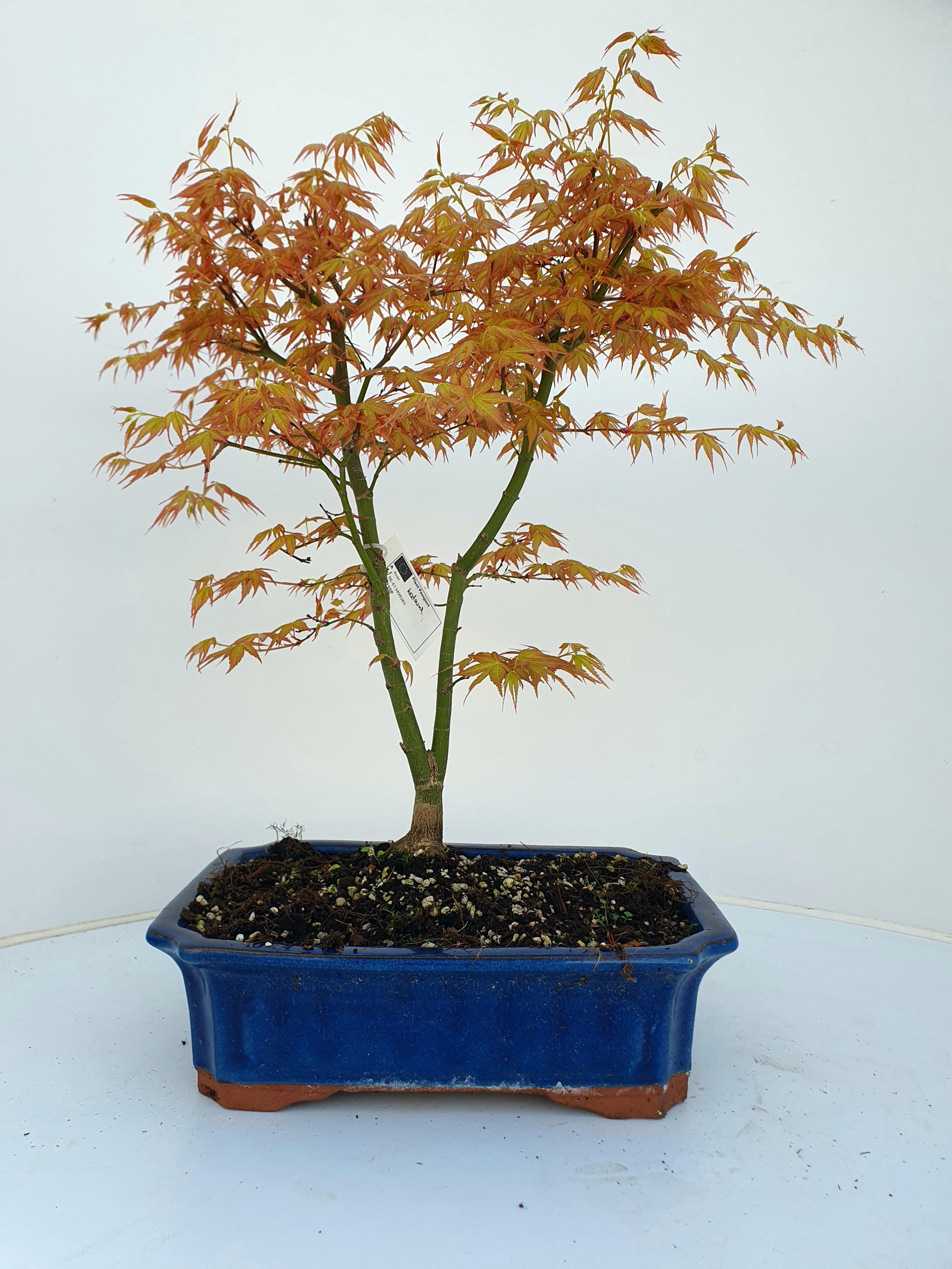 Горшечные цветы и растения оптом Acer Palmatum katsura. Pot 32cm. от 1шт из Голландии с доставкой по России