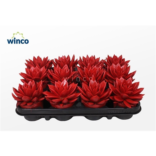 Горшечные цветы и растения оптом Echeveria Agavoides Paint Red от 12шт (для телеги) из Голландии с доставкой по России