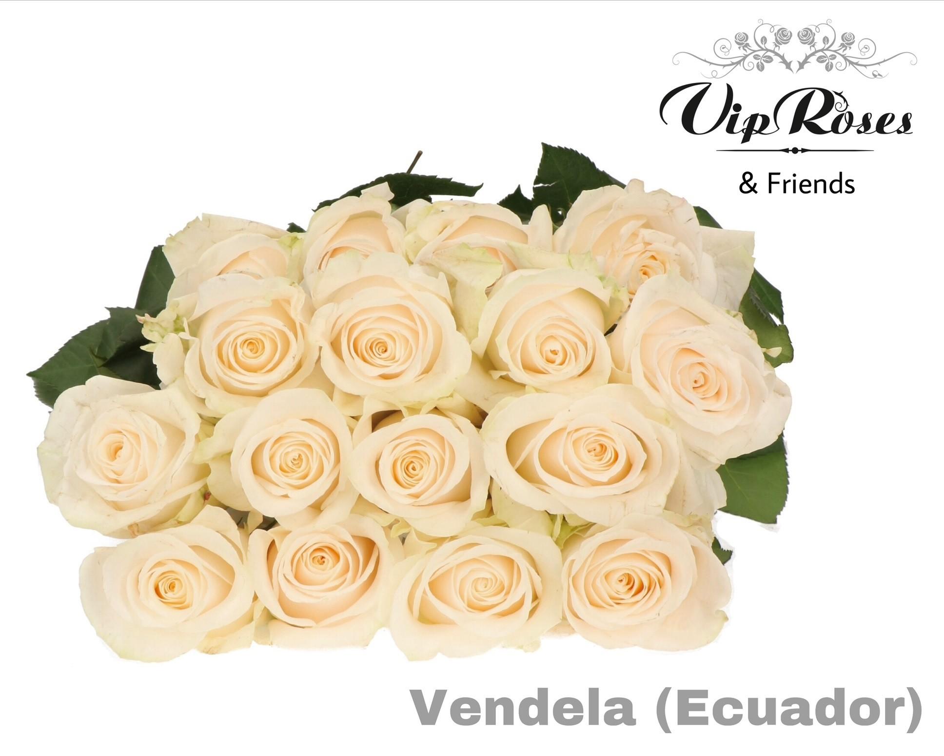 Срезанные цветы оптом Rosa large vendela от 25шт из Голландии с доставкой по России