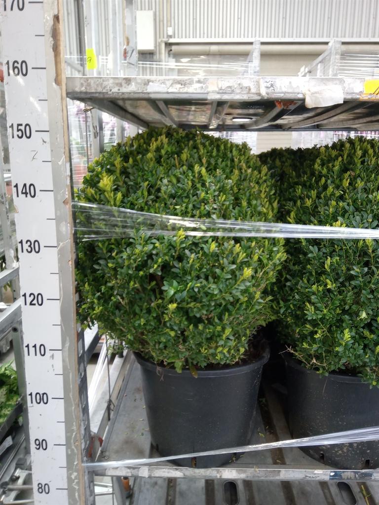 Горшечные цветы и растения оптом Buxus Semp Ball от 1шт из Голландии с доставкой по России