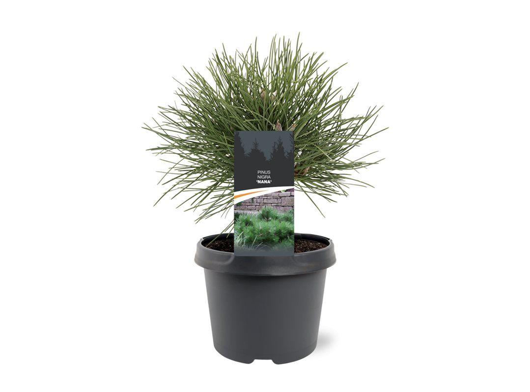 Горшечные цветы и растения оптом Pinus Nigra Nana от 1шт из Голландии с доставкой по России