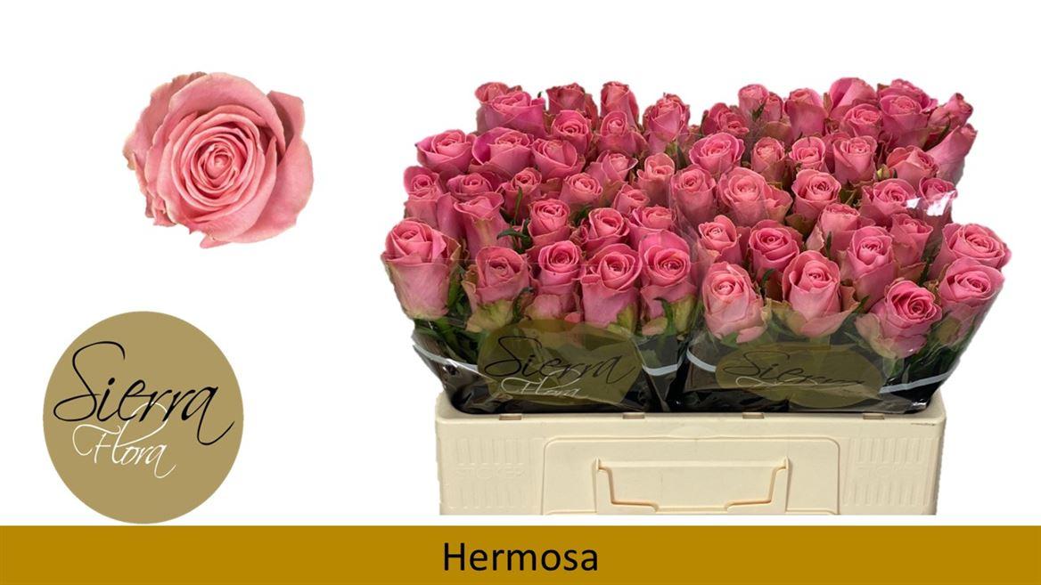 Срезанные цветы оптом Rosa large hermosa+ от 60шт из Голландии с доставкой по России