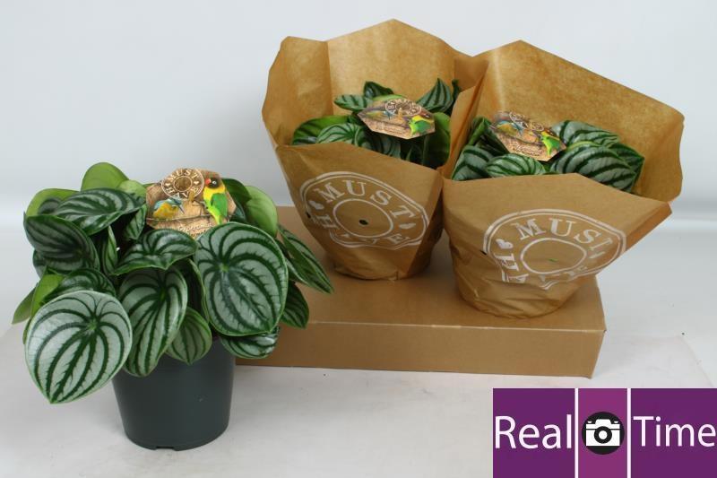 Горшечные цветы и растения оптом Peperomea Argyreia Watermelon от 3шт из Голландии с доставкой по России