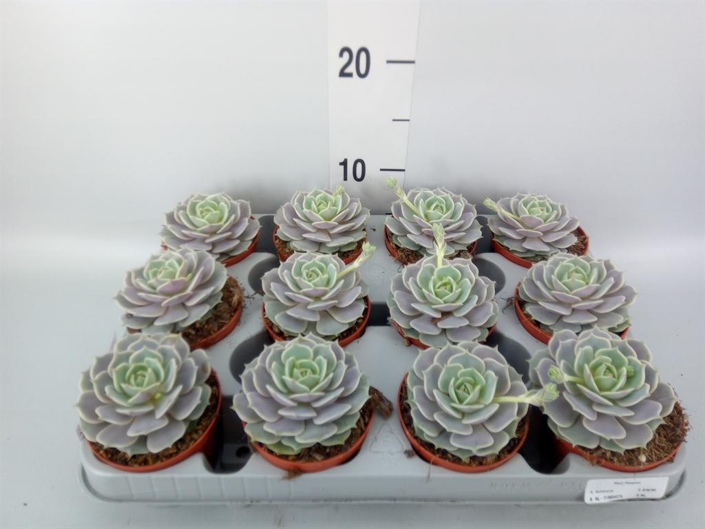 Горшечные цветы и растения оптом Echeveria   ... от 12шт (для телеги) из Голландии с доставкой по России