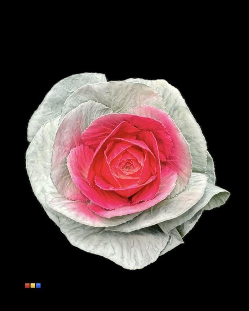 Срезанные цветы оптом Brassica paint white + red eye A от 20шт из Голландии с доставкой по России
