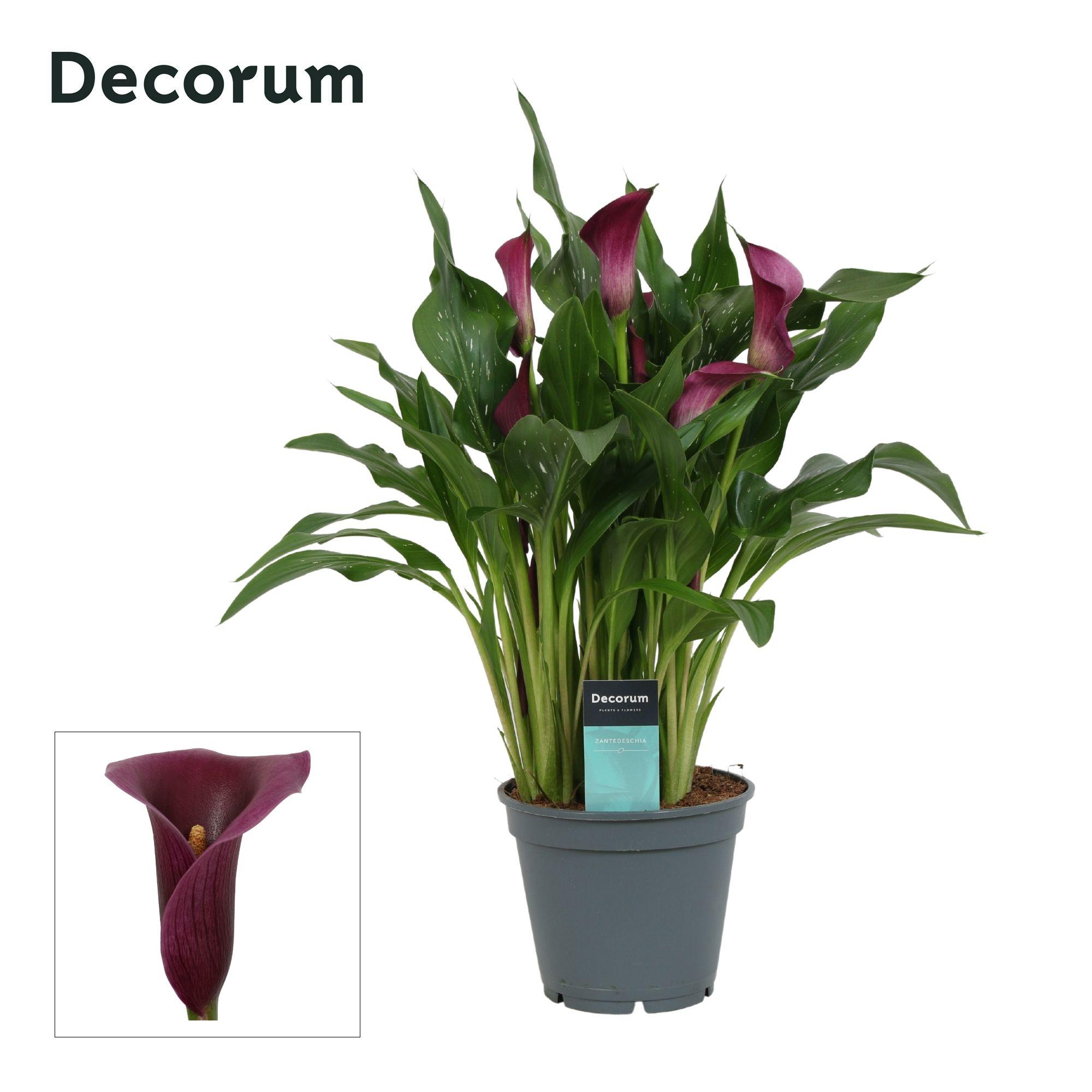 Горшечные цветы и растения оптом Zantedeschia Purple (decorum) от 6шт из Голландии с доставкой по России