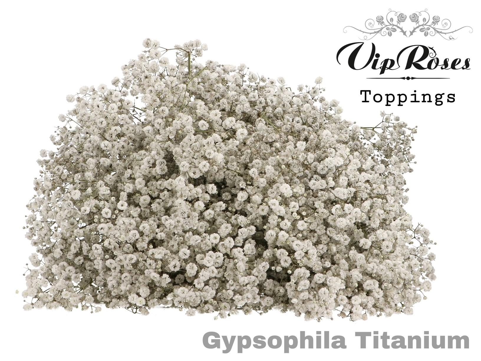 Срезанные цветы оптом Gyps large paint titanium от 25шт из Голландии с доставкой по России