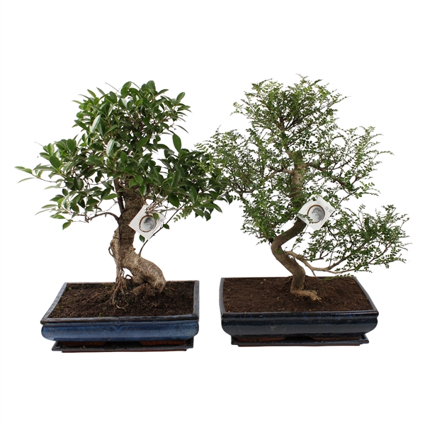 Горшечные цветы и растения оптом Bonsai Mix In Ceramic With Saucer от 1шт из Голландии с доставкой по России