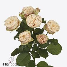 Срезанные цветы оптом Rosa spray gentle trendsetter от 120шт из Голландии с доставкой по России