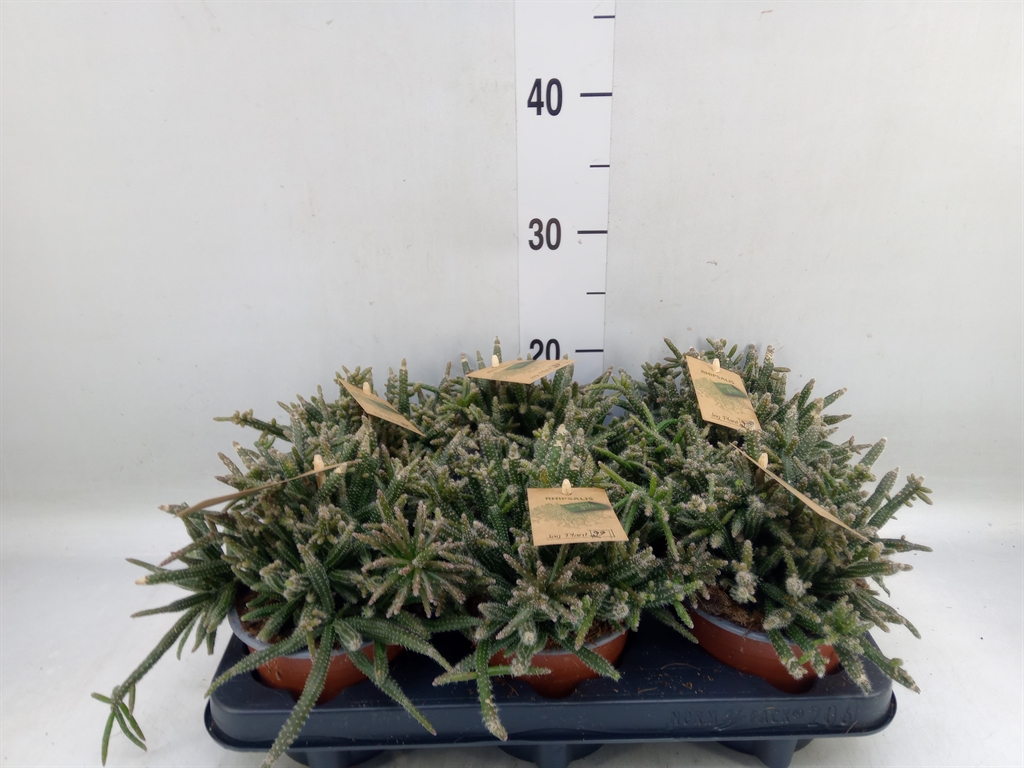 Горшечные цветы и растения оптом Rhipsalis Baccifera Subsp. Horrida от 6шт из Голландии с доставкой по России