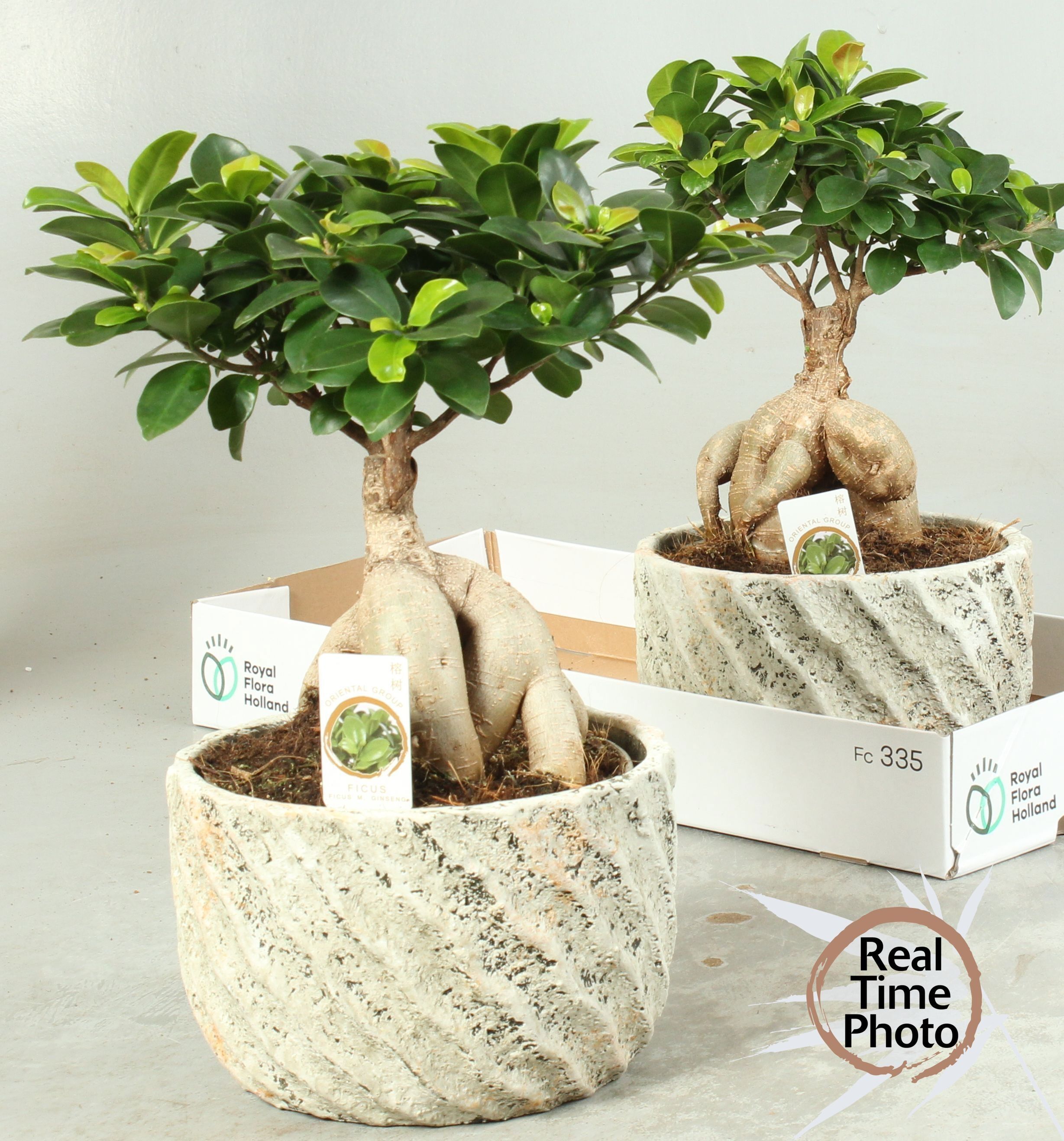 Горшечные цветы и растения оптом Fic Mi Ginseng от 2шт из Голландии с доставкой по России