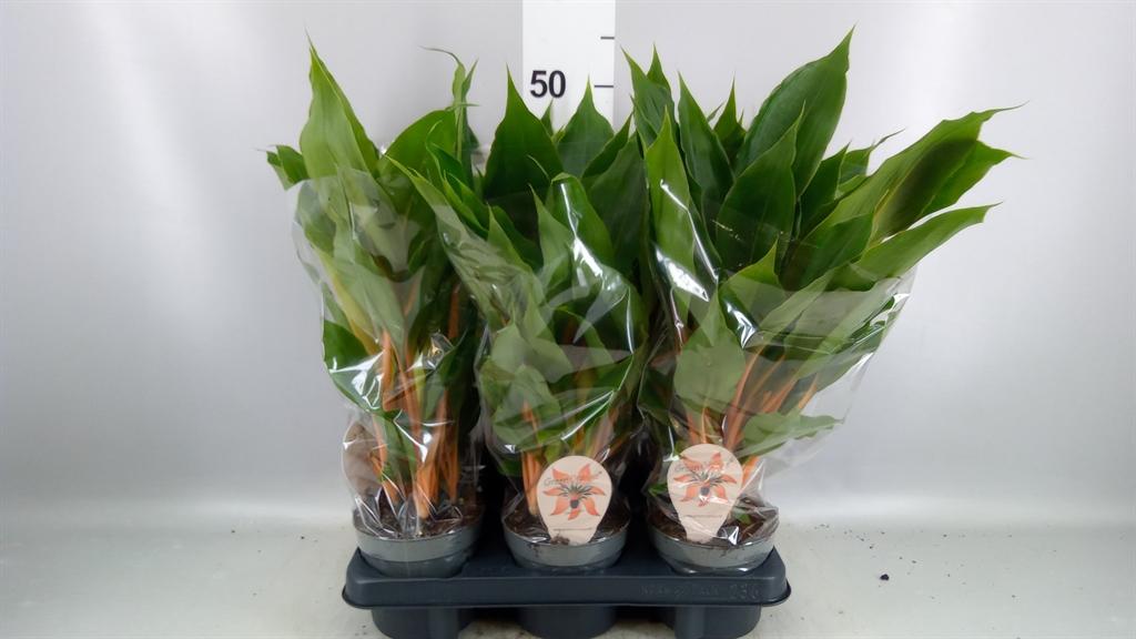 Горшечные цветы и растения оптом Chlorophytum Orchi. green Orange от 6шт из Голландии с доставкой по России