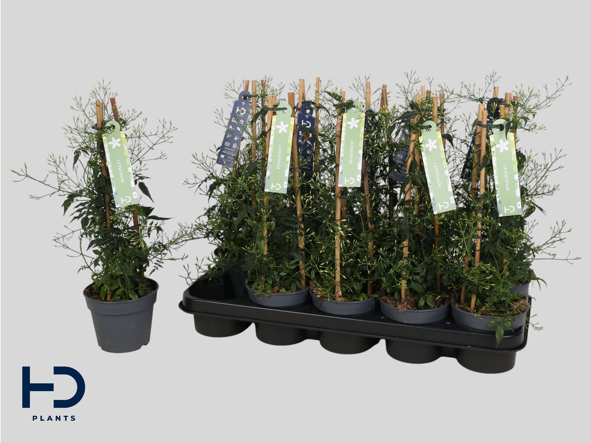 Горшечные цветы и растения оптом Jasm Polyanthum Wit от 10шт из Голландии с доставкой по России