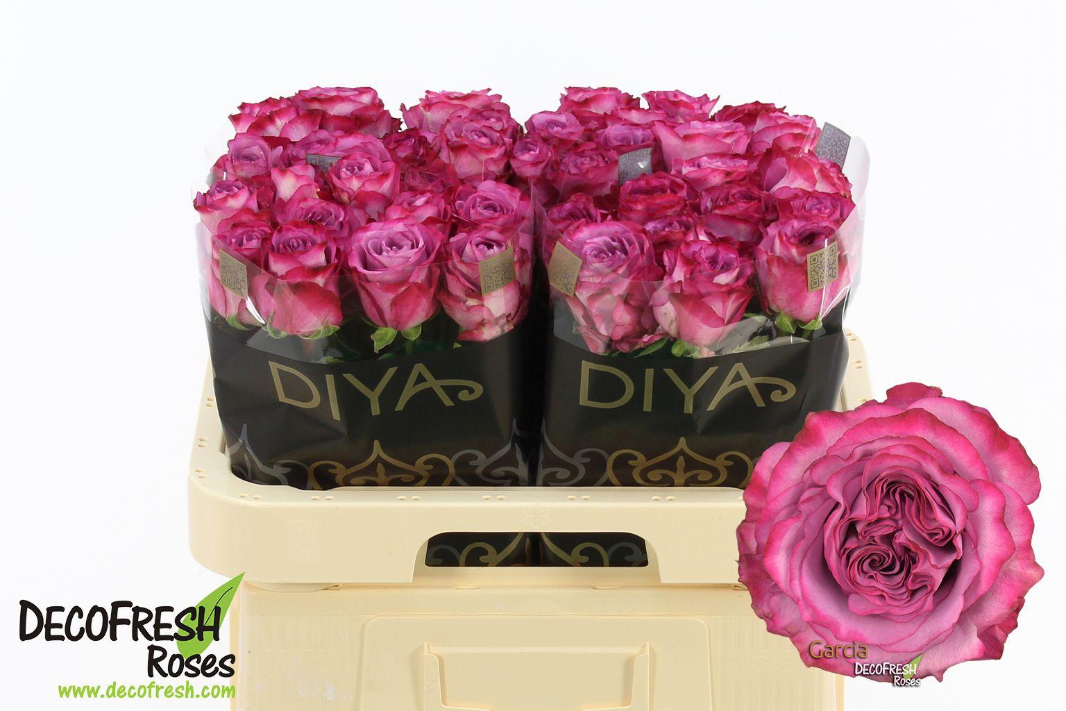 Срезанные цветы оптом Rosa large garcia+ от 40шт из Голландии с доставкой по России