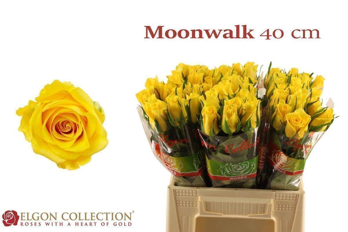 Срезанные цветы оптом Rosa large moonwalk от 540шт из Голландии с доставкой по России