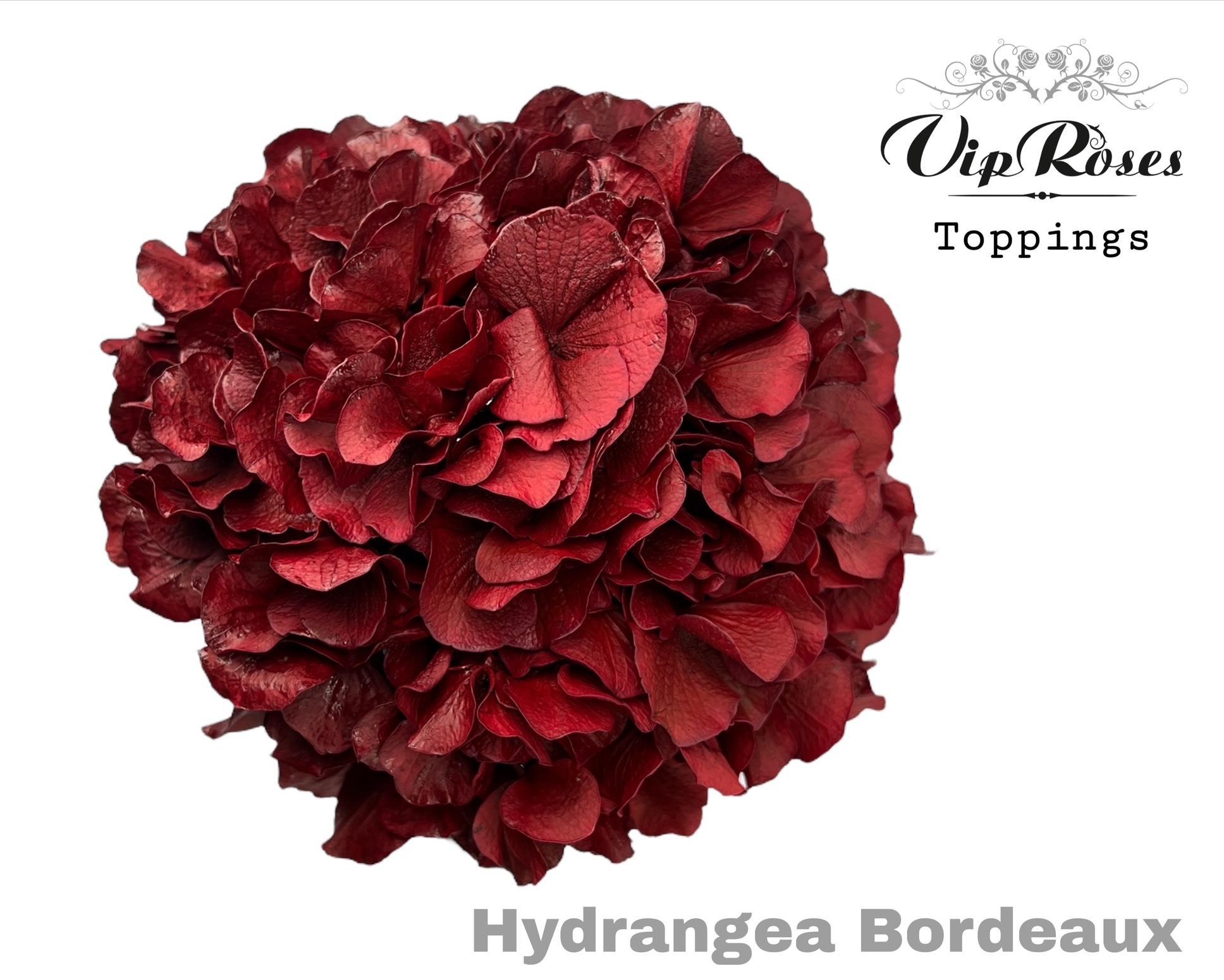 Срезанные цветы оптом Hydrangea paint bordeaux от 10шт из Голландии с доставкой по России