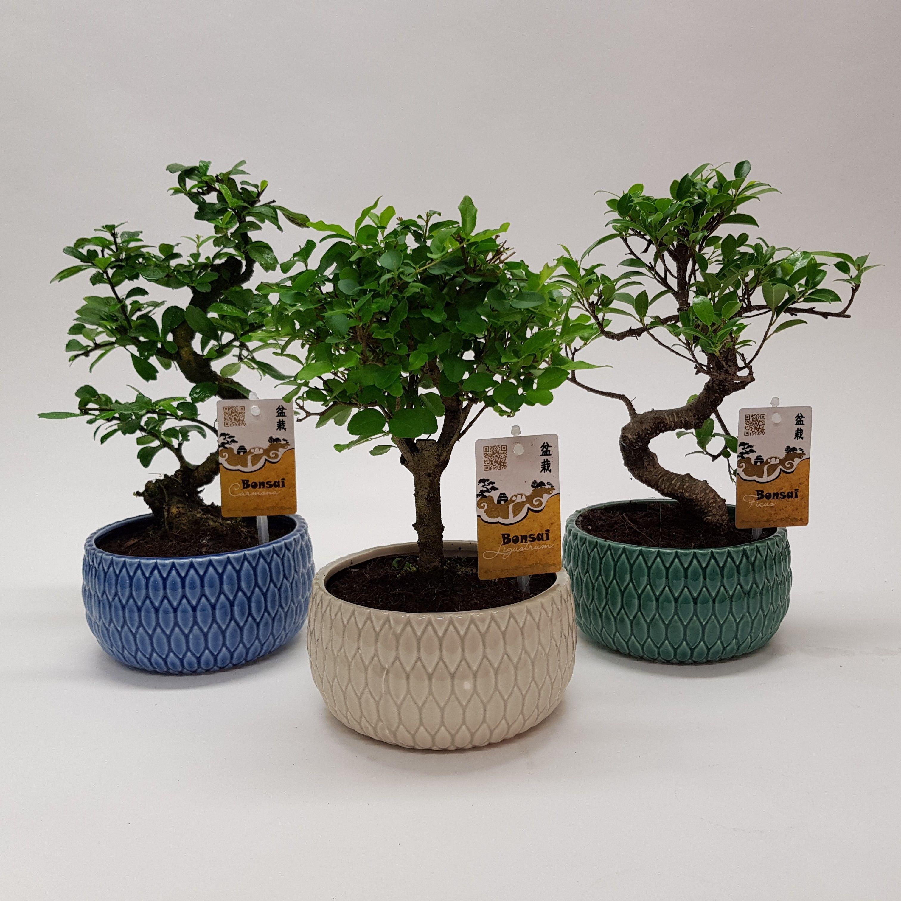 Горшечные цветы и растения оптом Bonsai Mix In Llily Ceramic от 6шт из Голландии с доставкой по России