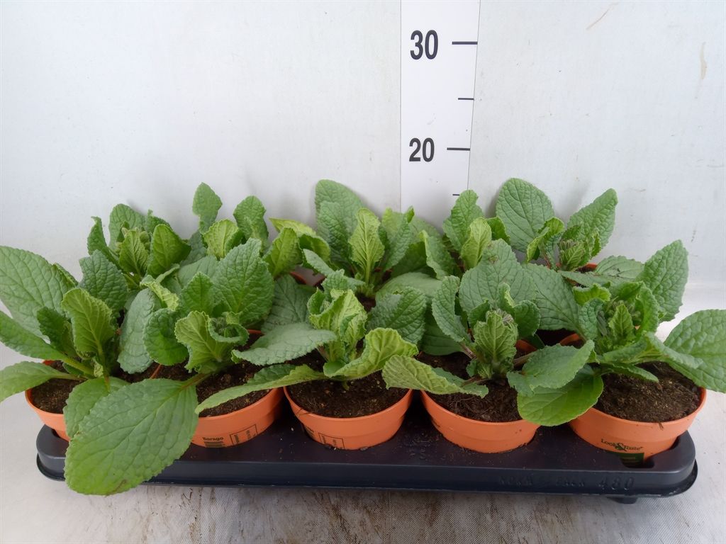 Горшечные цветы и растения оптом Tuinkruiden   ... от 10шт из Голландии с доставкой по России