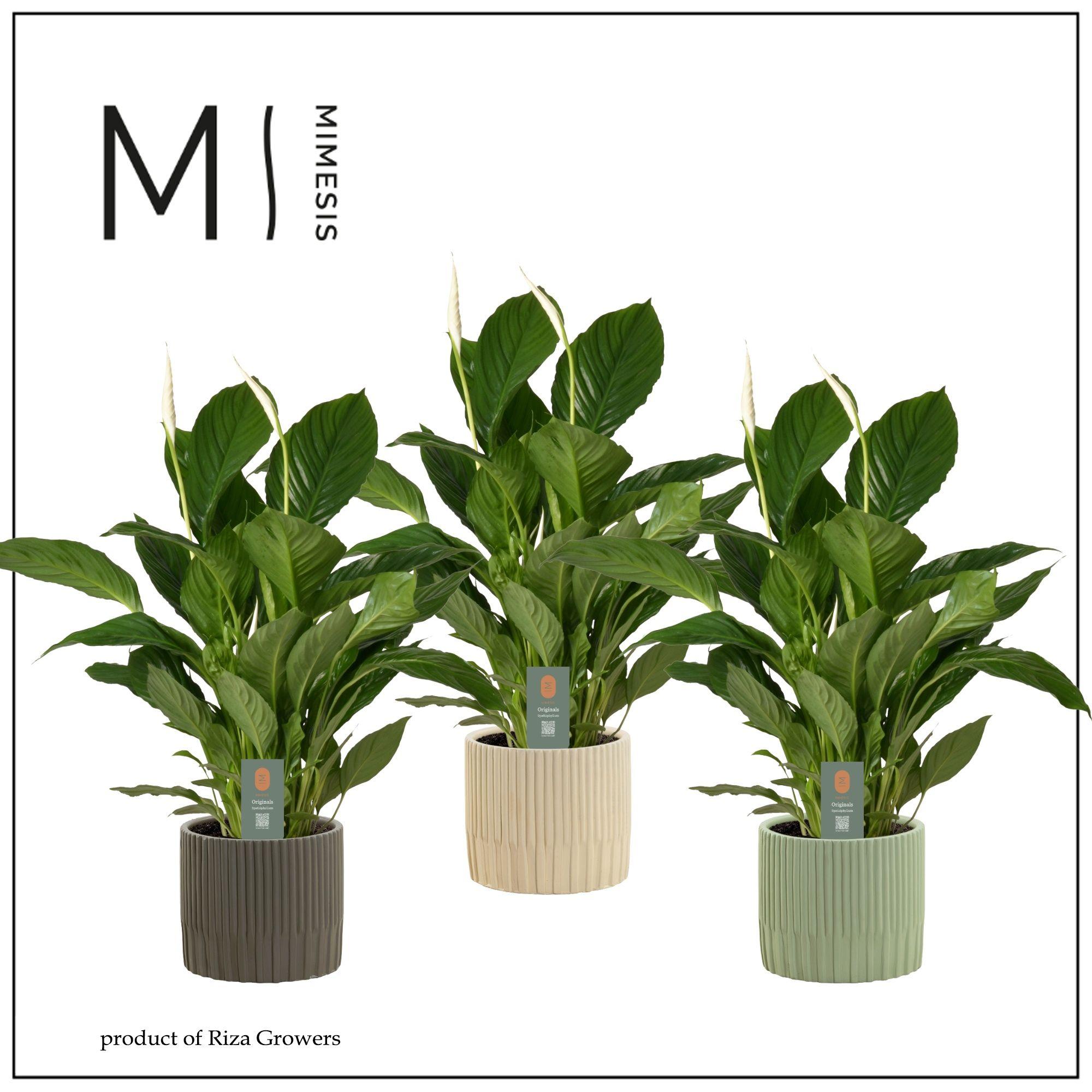 Горшечные цветы и растения оптом Spath Vivaldi от 3шт из Голландии с доставкой по России