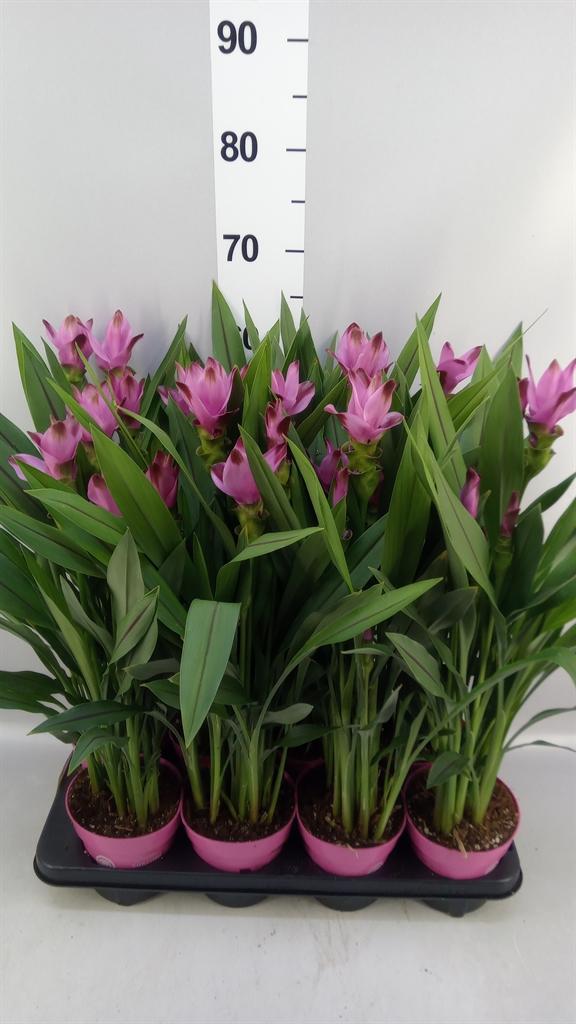Горшечные цветы и растения оптом Curcuma Alism. siam Splash от 8шт из Голландии с доставкой по России