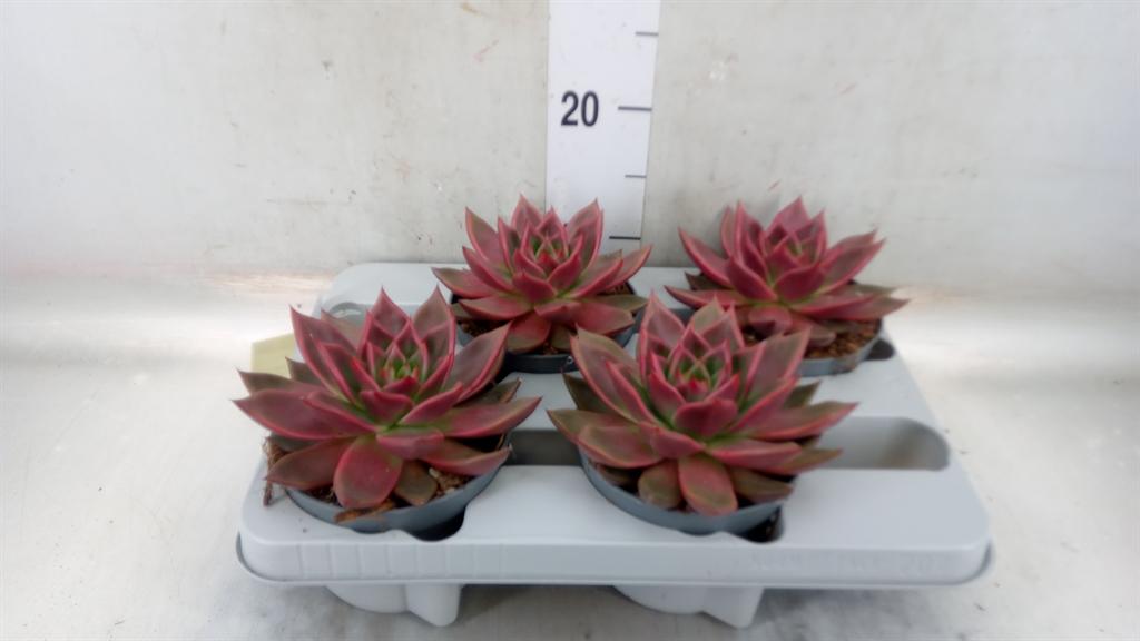 Горшечные цветы и растения оптом Echeveria   ... от 4шт из Голландии с доставкой по России