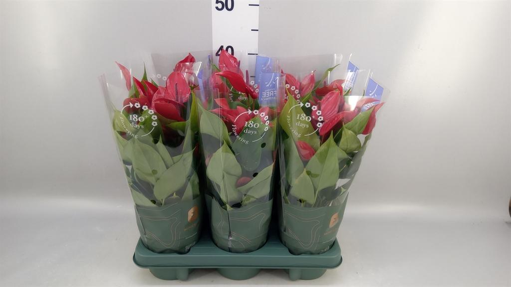 Горшечные цветы и растения оптом Anthurium banderola Lava от 6шт из Голландии с доставкой по России