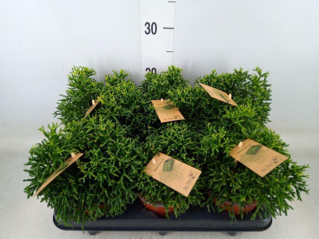 Горшечные цветы и растения оптом Rhipsalis   ... от 6шт из Голландии с доставкой по России