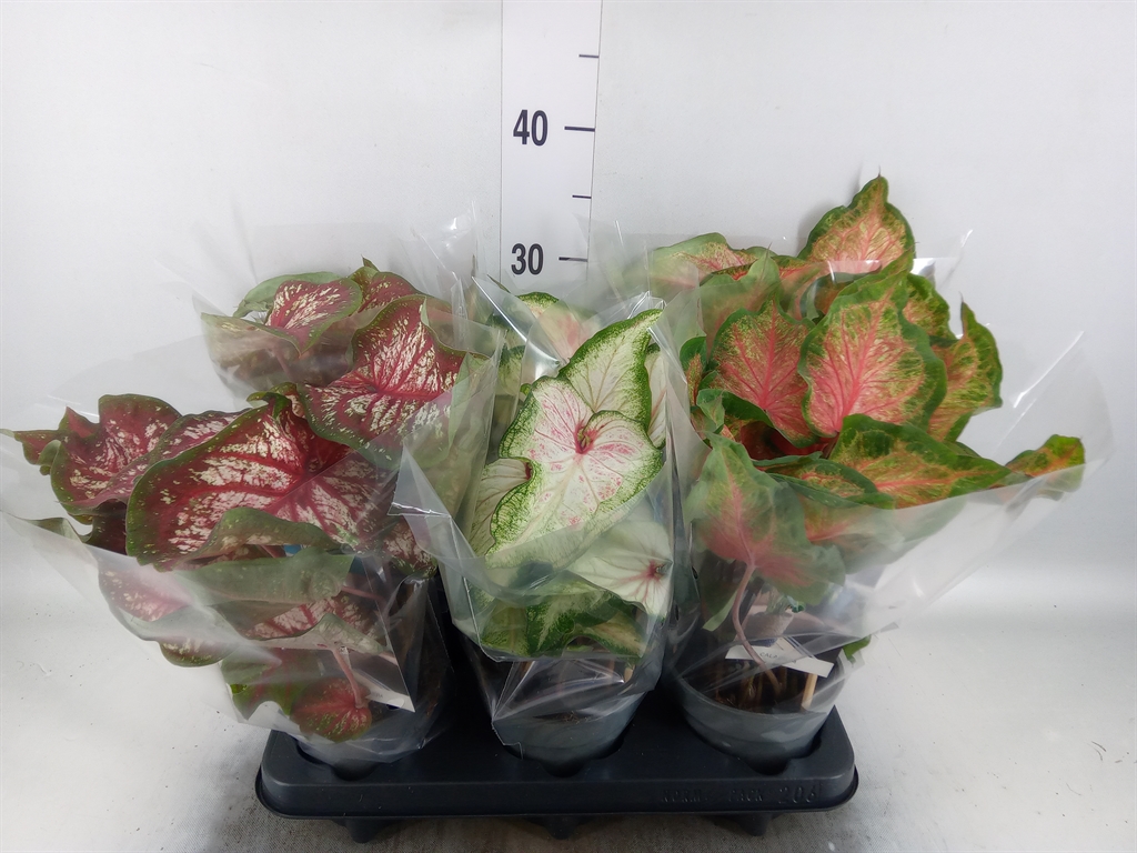 Горшечные цветы и растения оптом Caladium   ...mix от 6шт из Голландии с доставкой по России