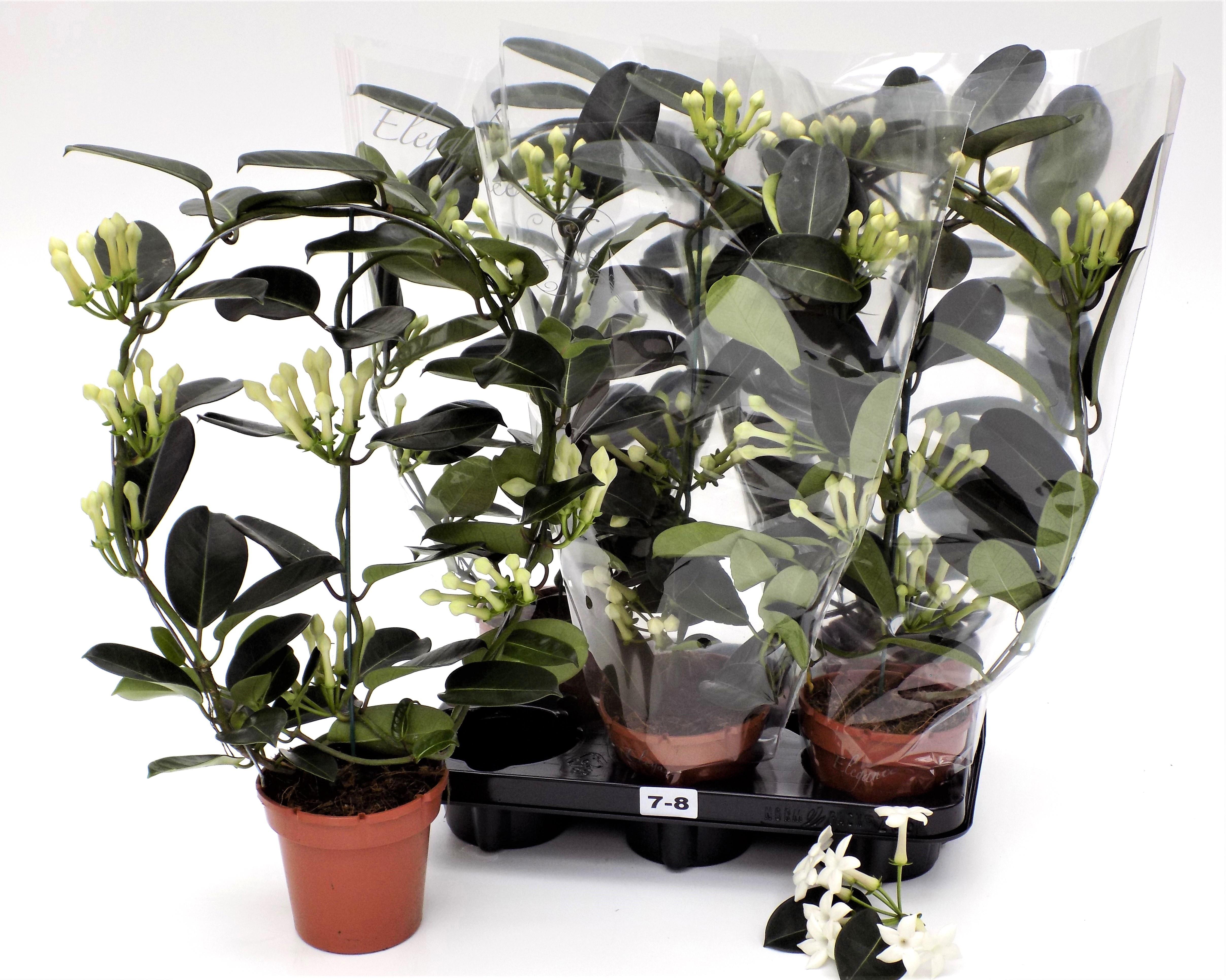 Горшечные цветы и растения оптом Stephanotis 3-4 Flowers от 6шт из Голландии с доставкой по России