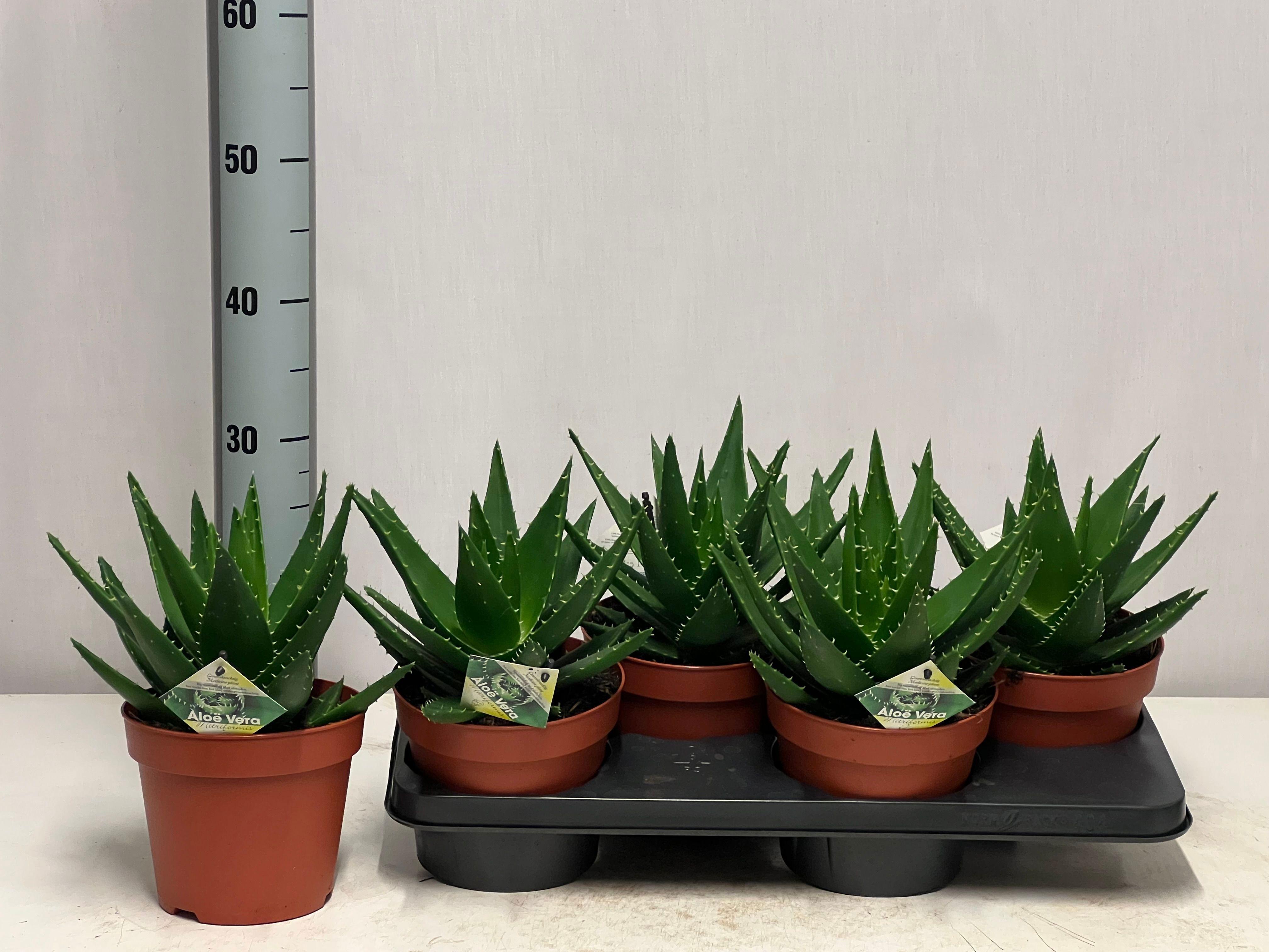 Горшечные цветы и растения оптом Aloe Perfoliata от 4шт из Голландии с доставкой по России