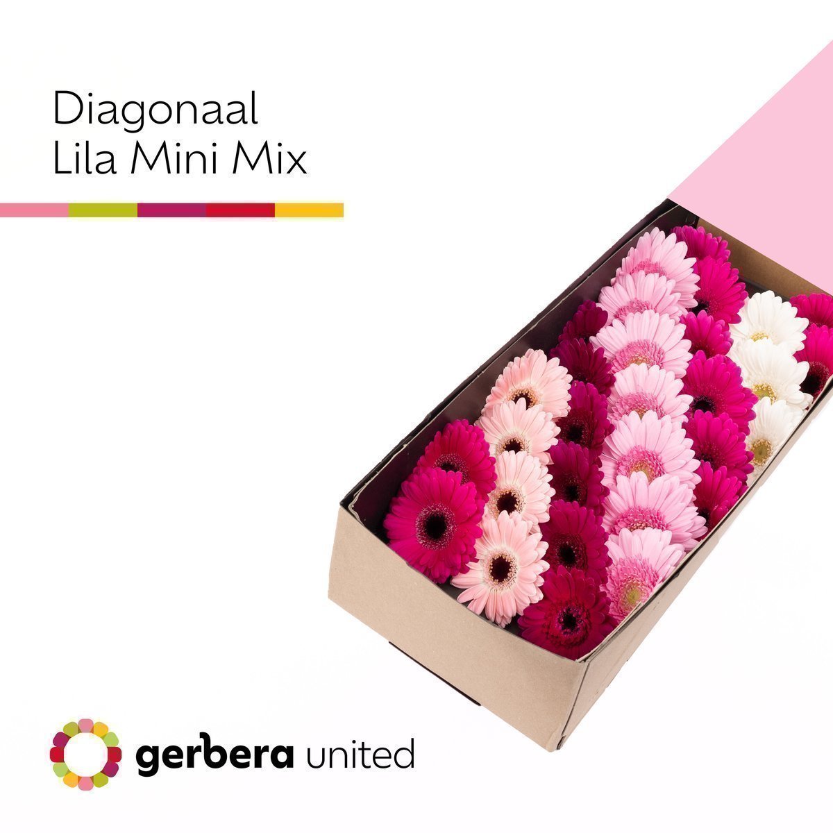 Срезанные цветы оптом Germini mix lilac от 30шт из Голландии с доставкой по России