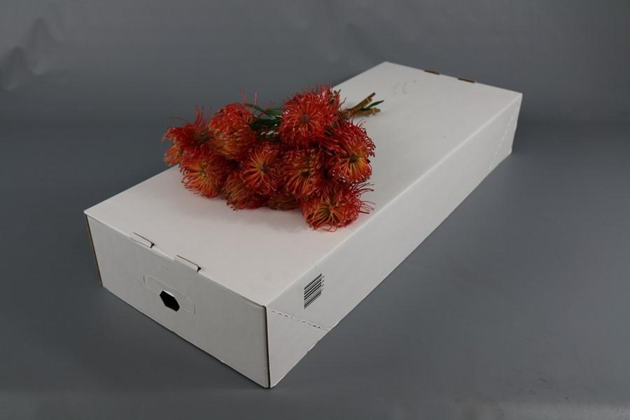 Срезанные цветы оптом Nutans blanche от 20шт из Голландии с доставкой по России