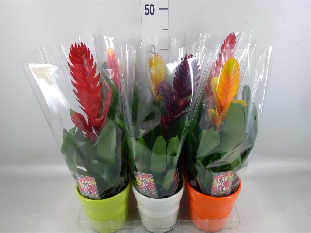 Горшечные цветы и растения оптом Vriesea   ...mix 6 от 6шт из Голландии с доставкой по России