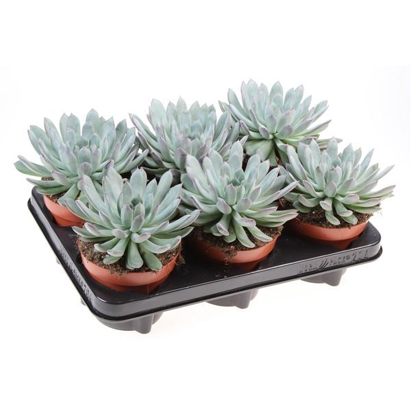 Горшечные цветы и растения оптом Echeveria Pulidonis от 6шт из Голландии с доставкой по России