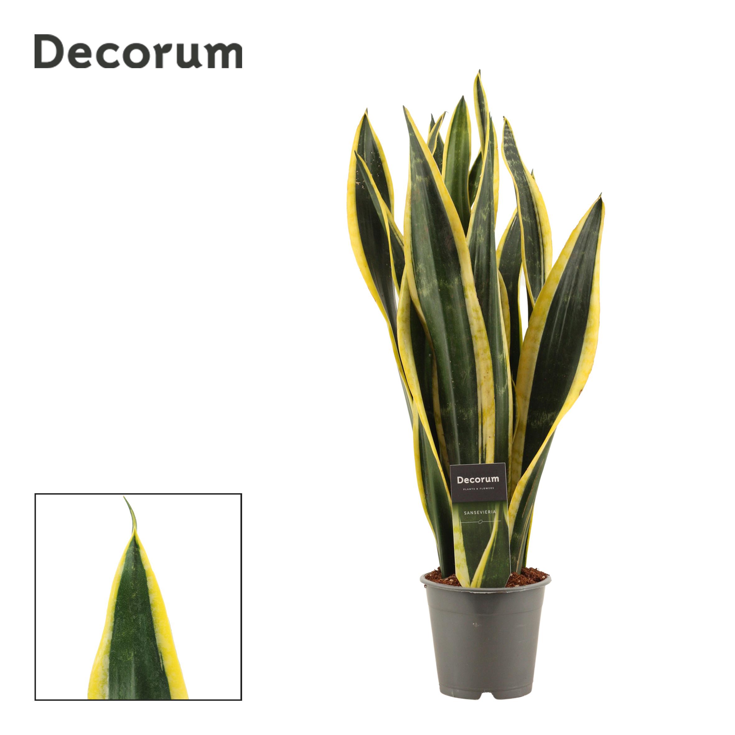 Горшечные цветы и растения оптом Sansevieria Black Gold (decorum) от 10шт из Голландии с доставкой по России